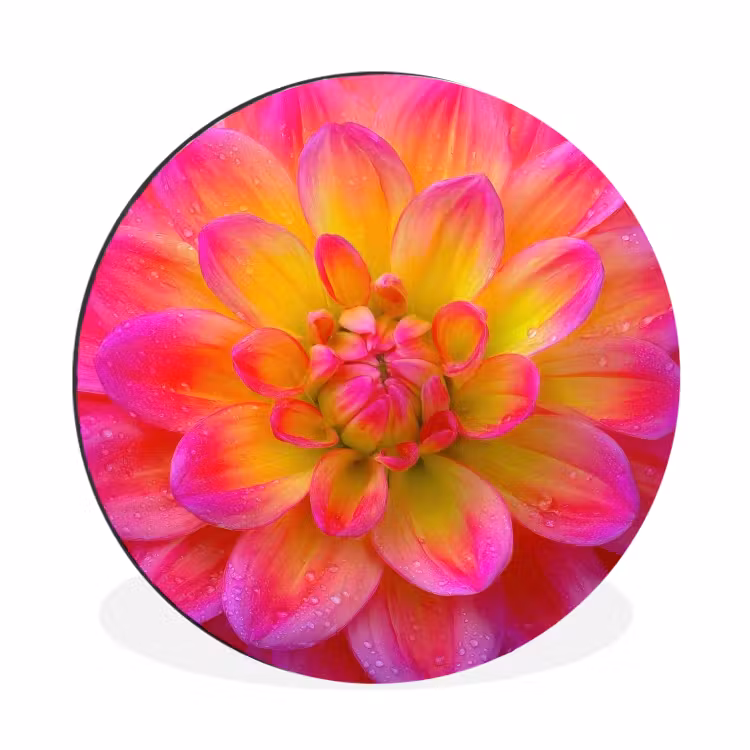Wandcirkel - Aluminium - Roze - Dahlia - Kleurrijk — 1