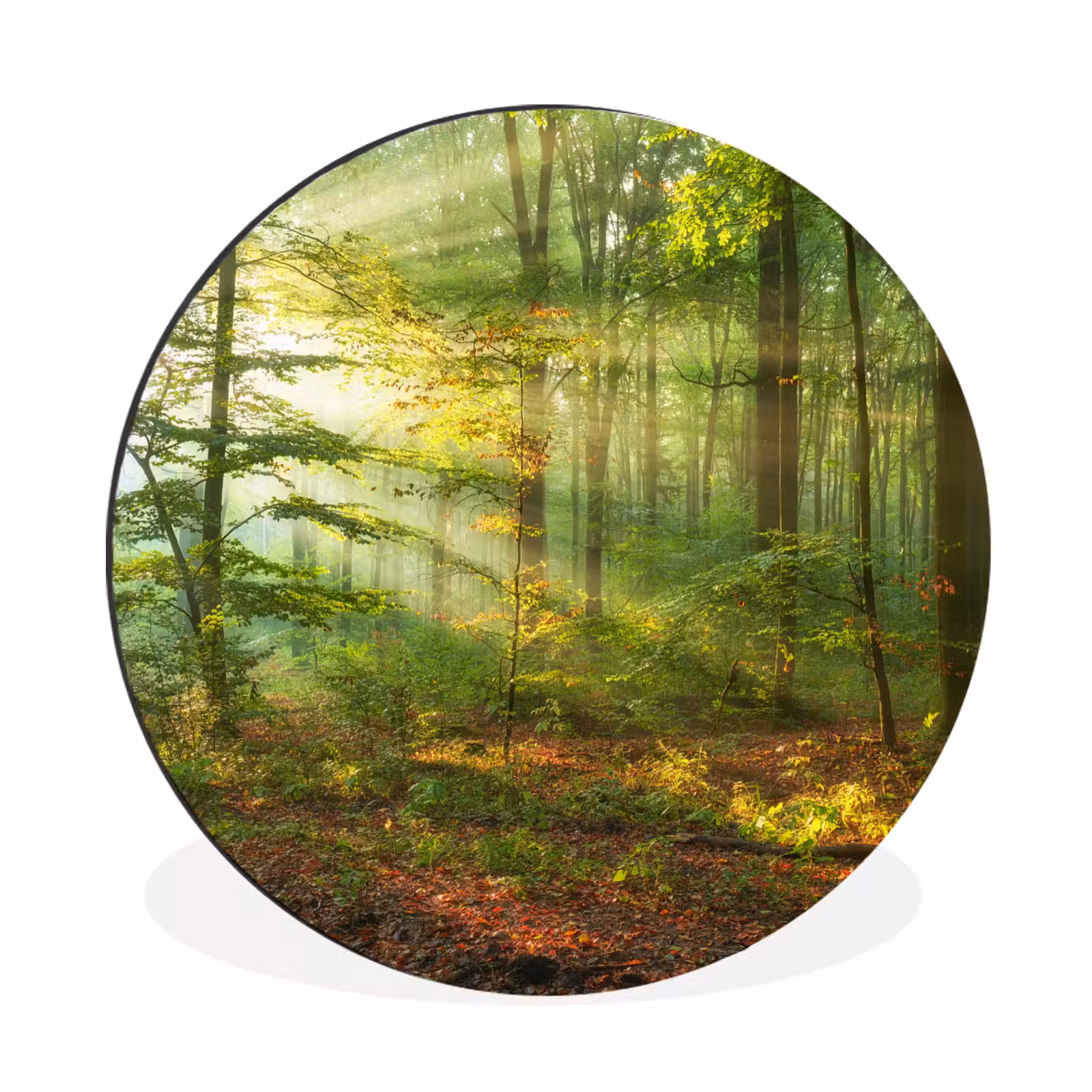 Wandcirkel - Aluminium - Zon - Bos - Bomen - Natuur - Herfst — 1
