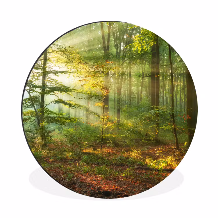 Wandcirkel - Aluminium - Zon - Bos - Bomen - Natuur - Herfst — 1