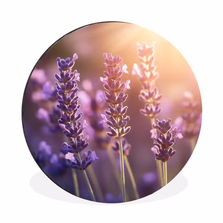 Wandcirkel - Aluminium - Lavendelbloemen - Paars - Zonlicht — 1