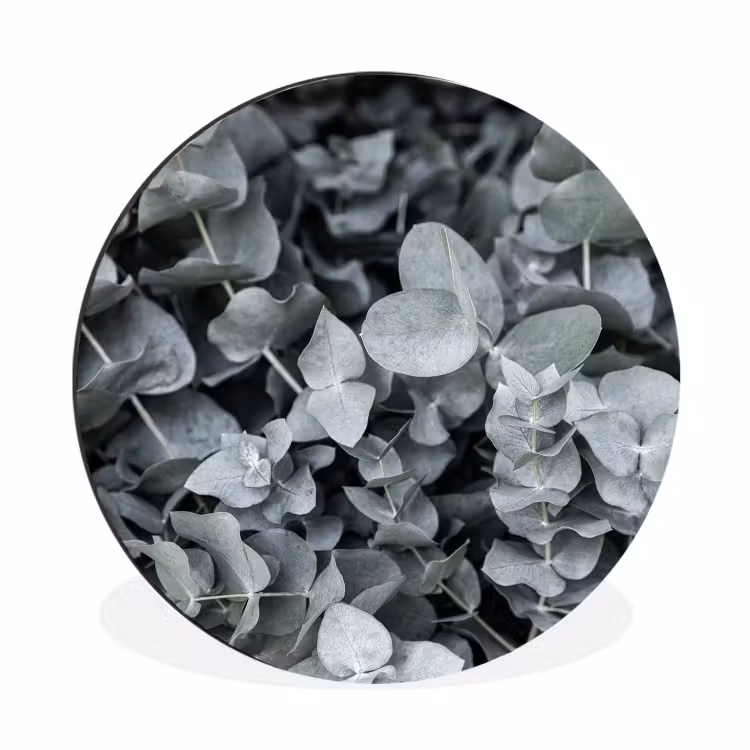 Wandcirkel - Aluminium - Natuur - Planten - Eucalyptus - Bladeren — 1