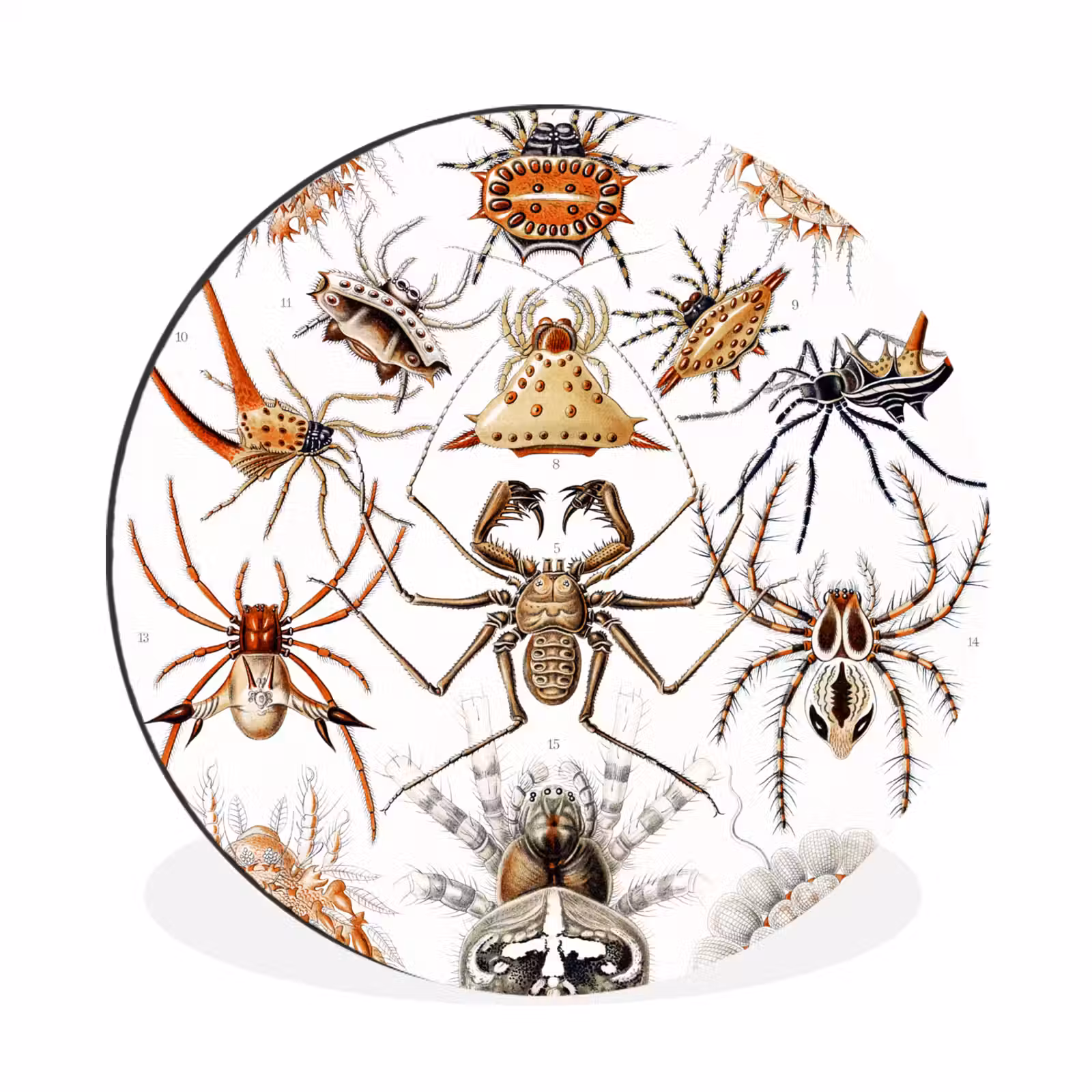Wandcirkel - Aluminium - Retro - Spin - Ernst Haeckel - Spinnen — 1