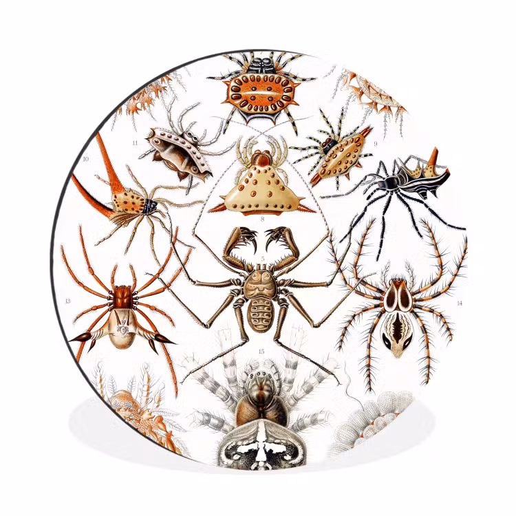 Wandcirkel - Aluminium - Retro - Spin - Ernst Haeckel - Spinnen — 1