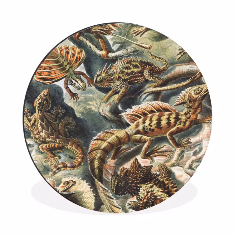Wandcirkel - Aluminium - Vintage - Kunst - Ernst Haeckel - Salamanders - Dieren — 1
