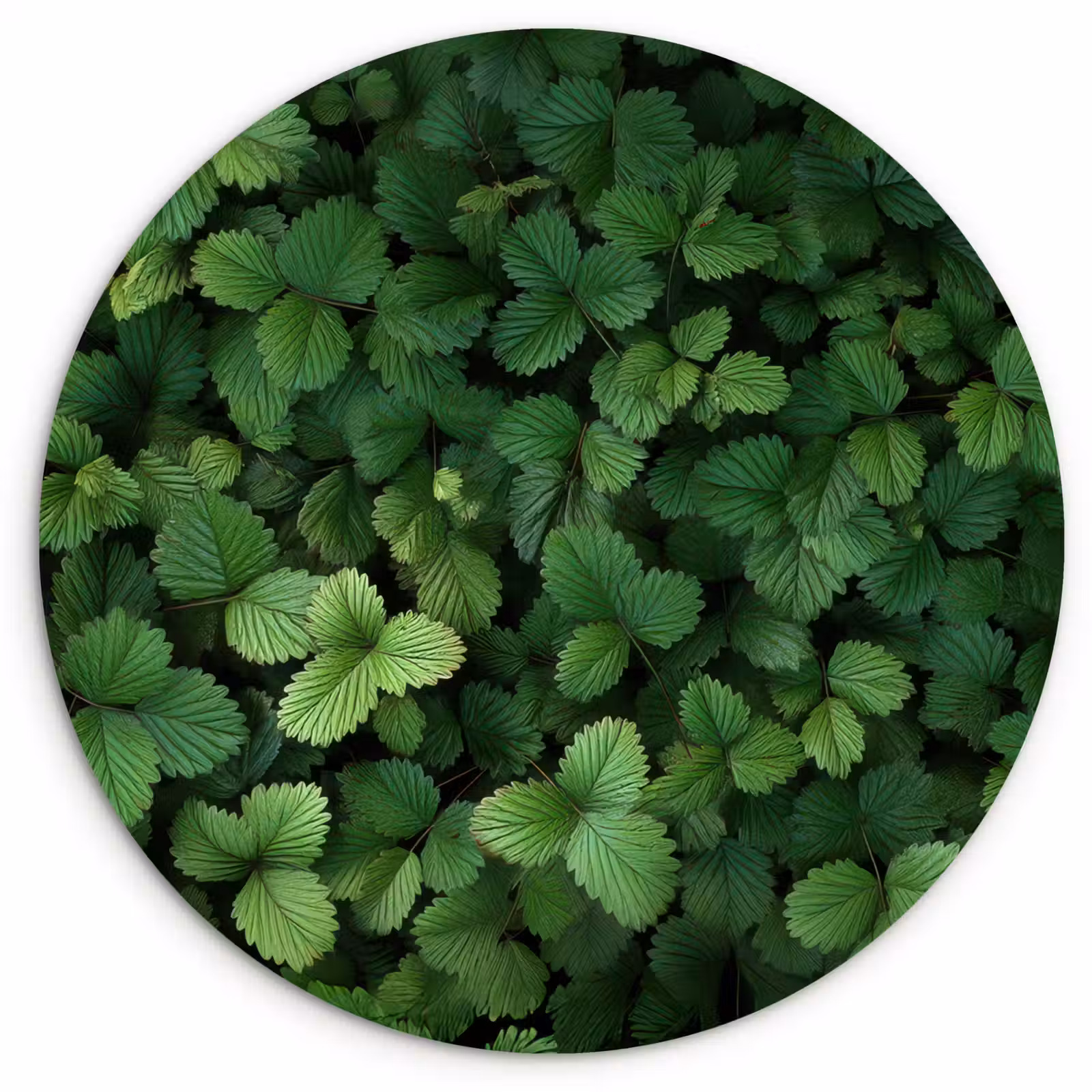 Wandcirkel - Glas - Groen - Bladeren - Kartel - Zonlicht — 1