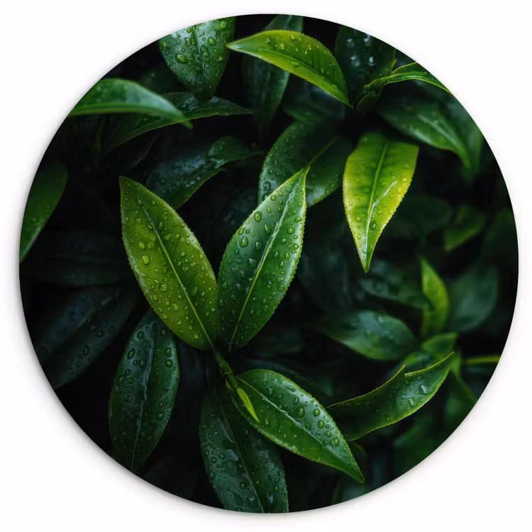 Wandcirkel - Glas - Bladeren - Regendruppels - Licht - Groen — 1