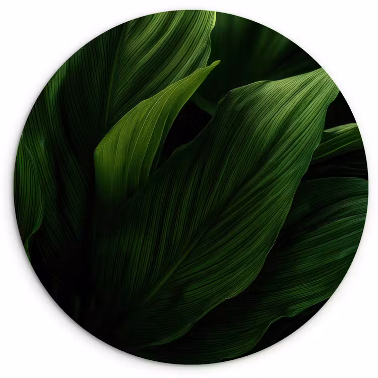 Wandcirkel - Glas - Bladeren - Schaduw - Groen - Textuur — 1