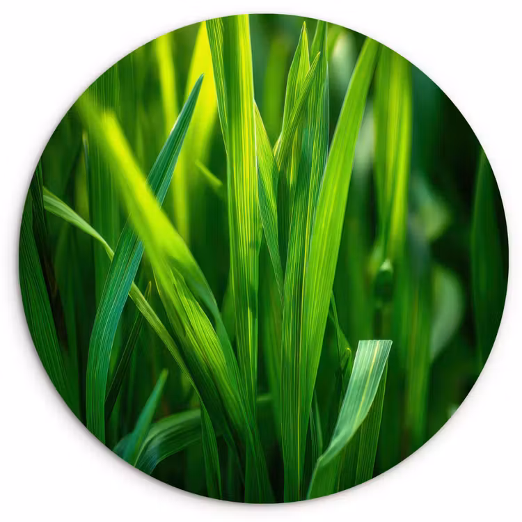 Wandcirkel - Glas - Grassprieten - Lichtinval - Groen — 1