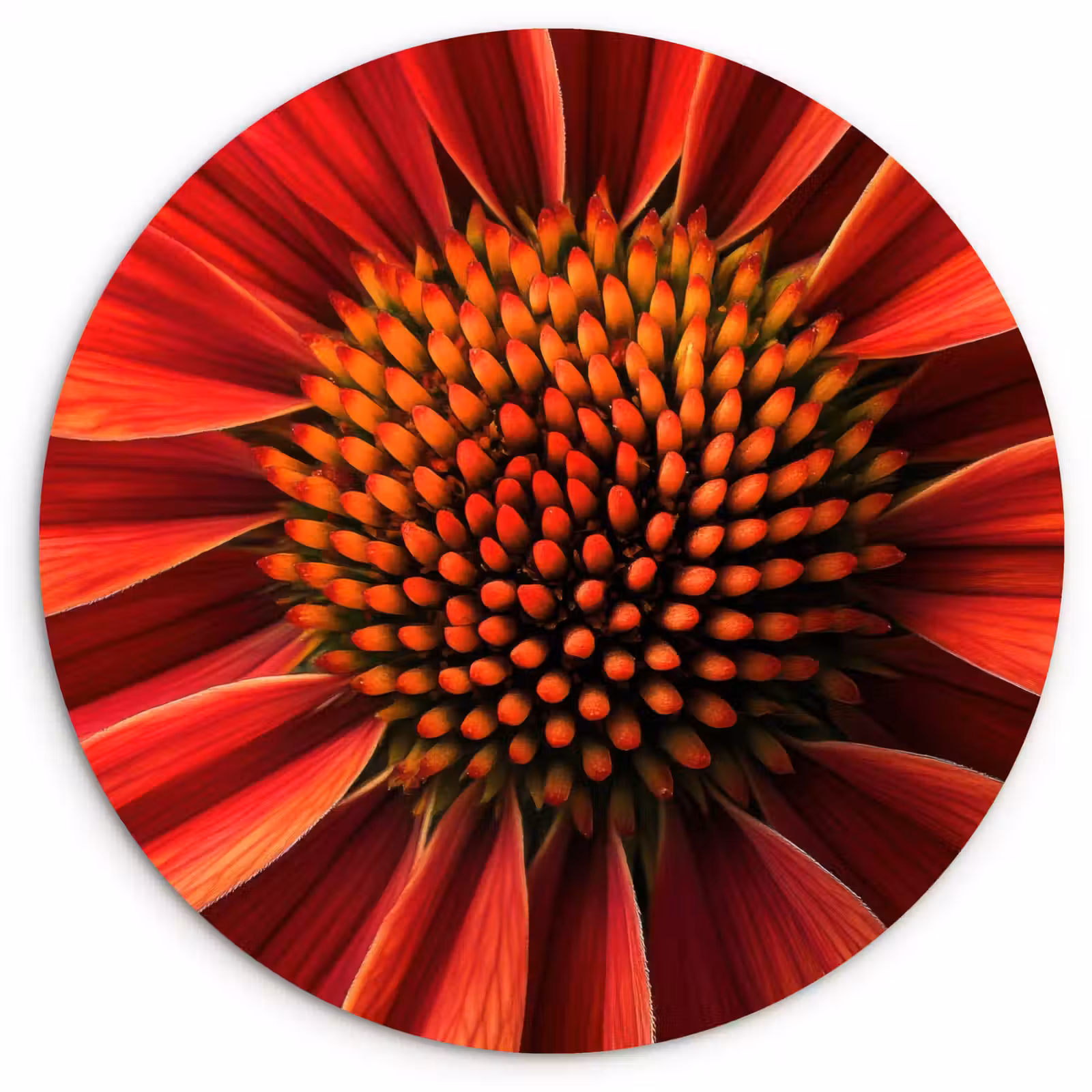 Wandcirkel - Glas - Close up - Bloem- Rood — 1