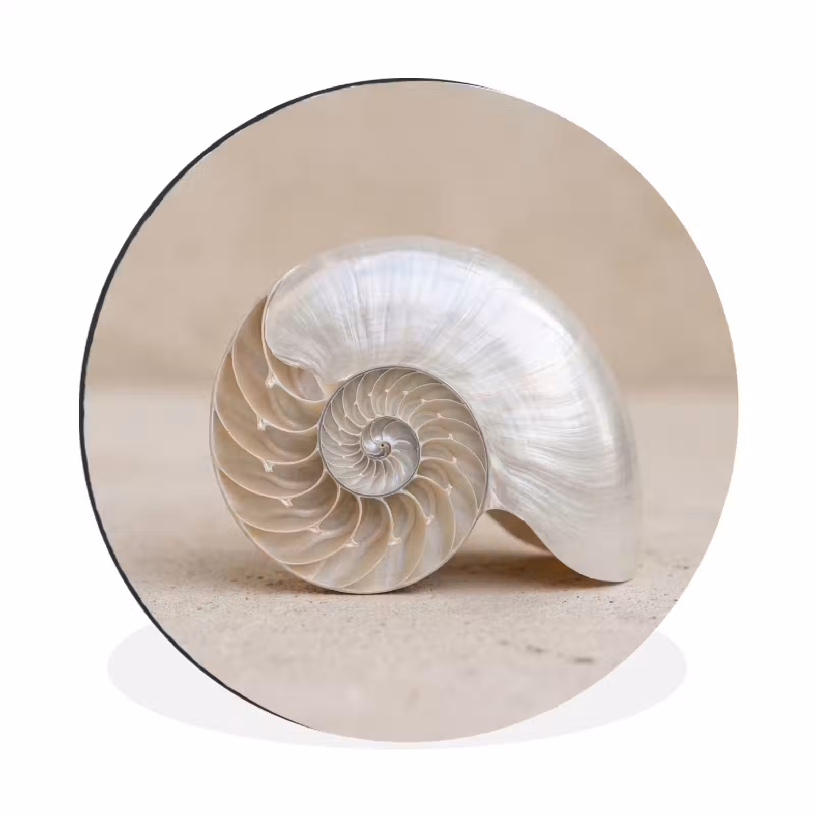 Wandcirkel - Aluminium - Schelp - Spiraal - Beige — 1