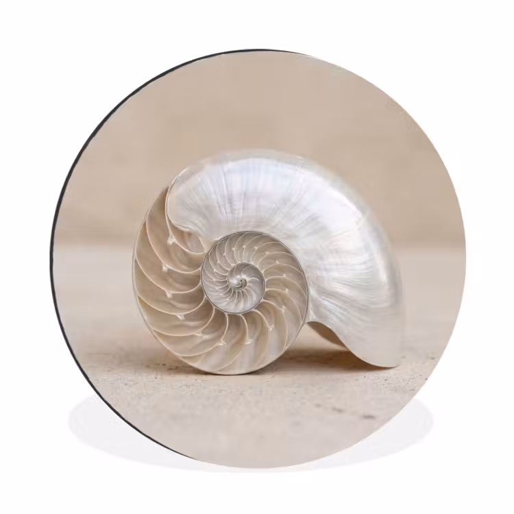 Wandcirkel - Aluminium - Schelp - Spiraal - Beige — 1