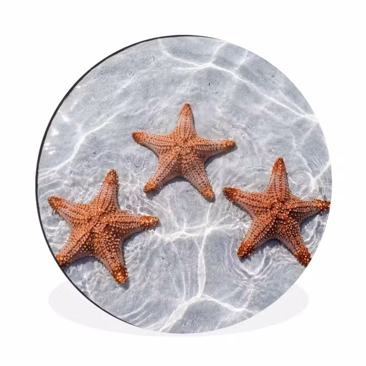 Wandcirkel - Aluminium - Zeesterren - Water - Helder — 1