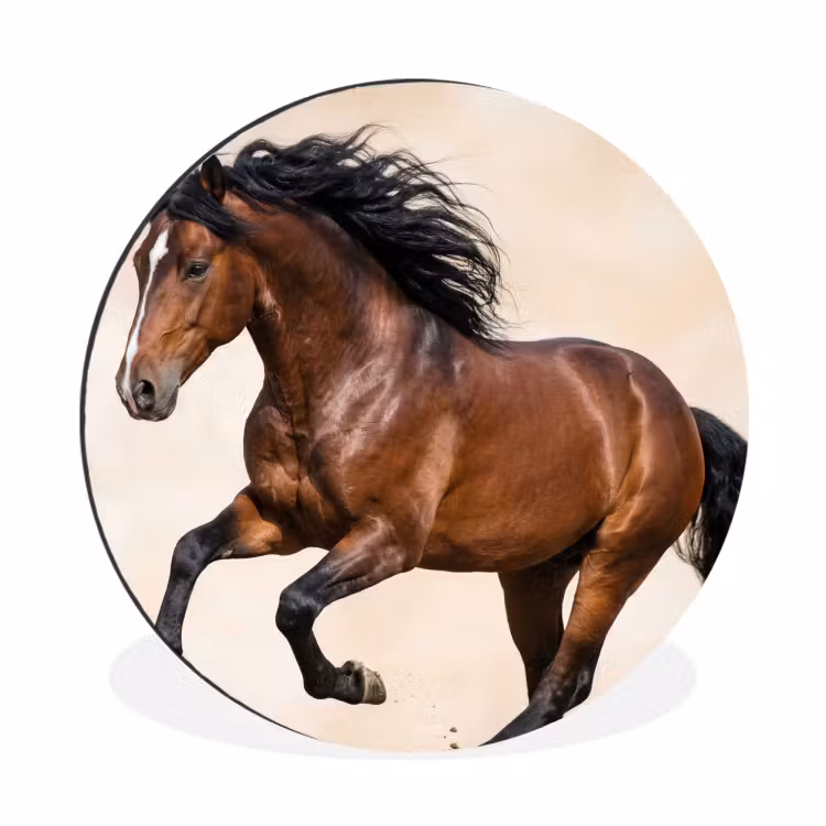 Wandcirkel - Aluminium - Paard - Galop - Energie — 1