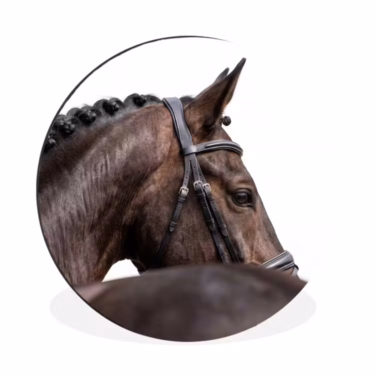 Wandcirkel - Aluminium - Portret - Paard - Elegant — 1