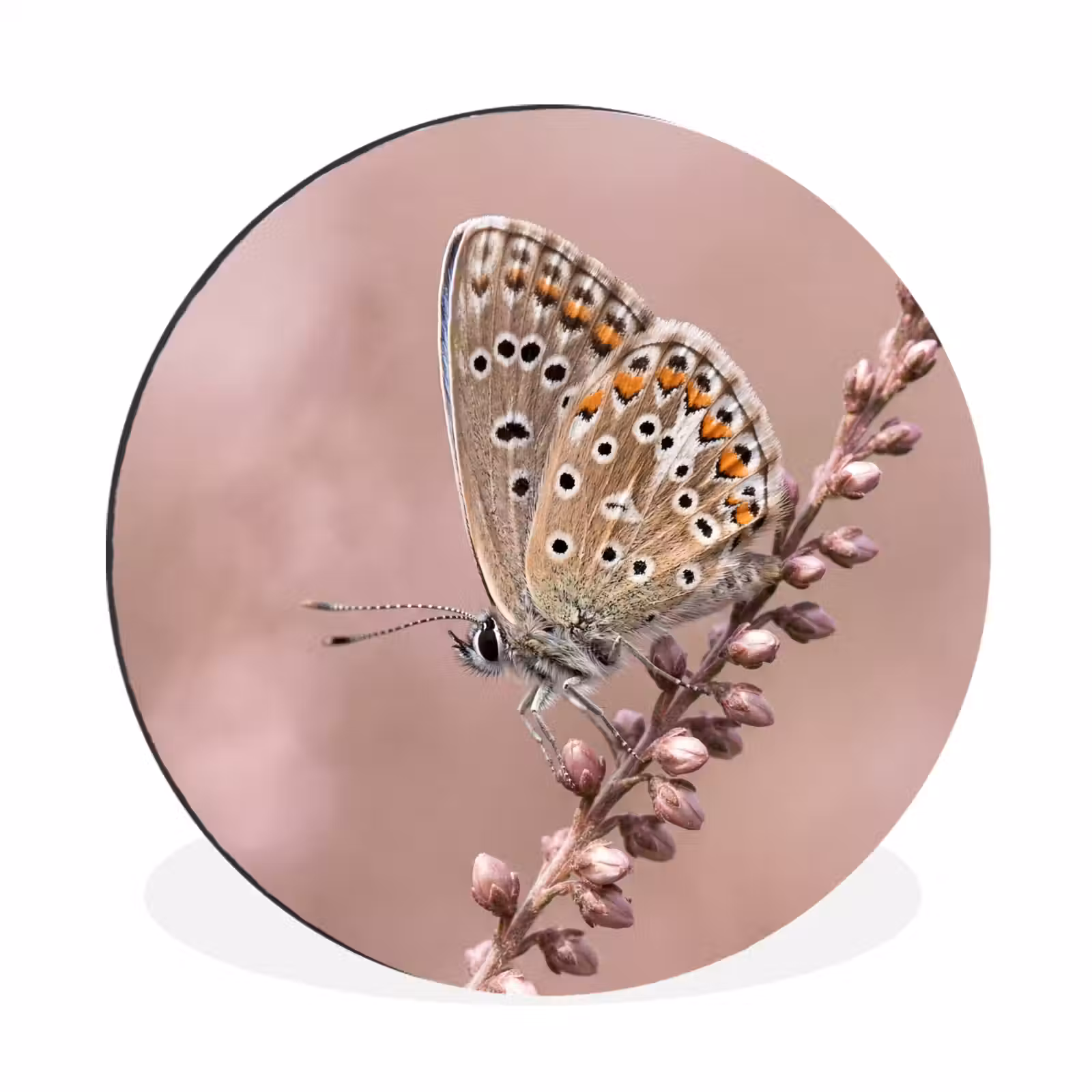 Wandcirkel - Aluminium - Lavendel - Vlinder - Paars — 1