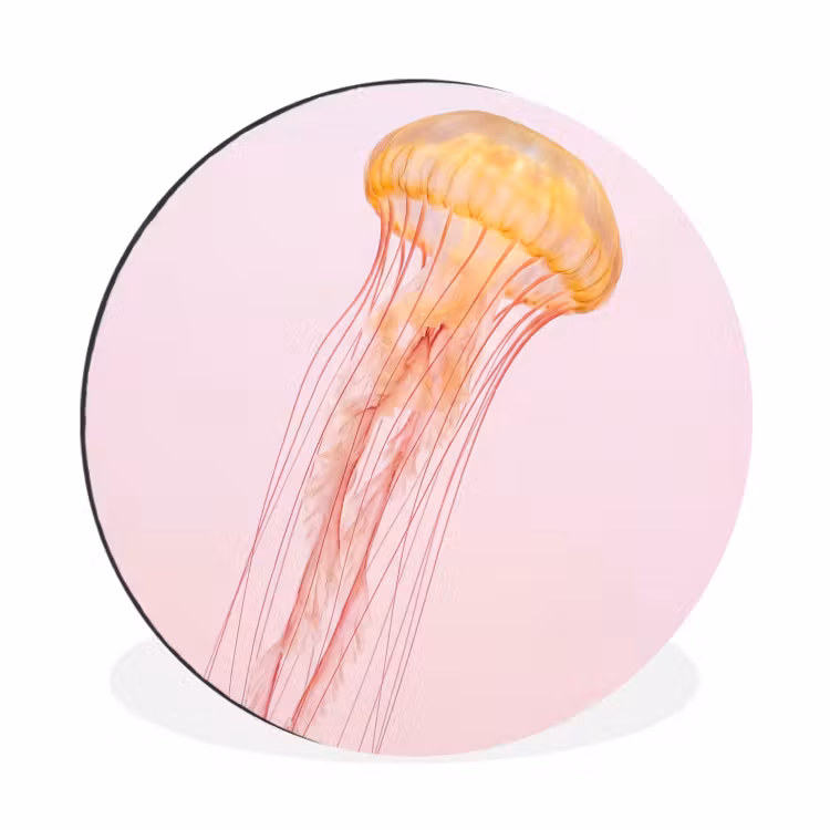Wandcirkel - Aluminium - Sierlijk - Kwal - Roze — 1