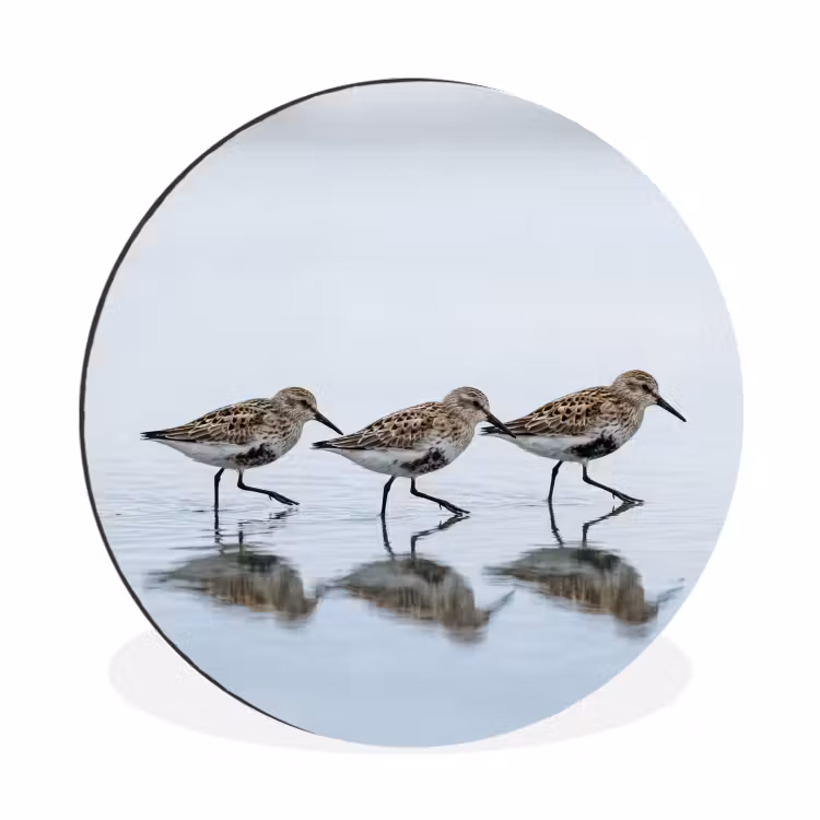 Wandcirkel - Aluminium - Vogels - Water - Grijs — 1