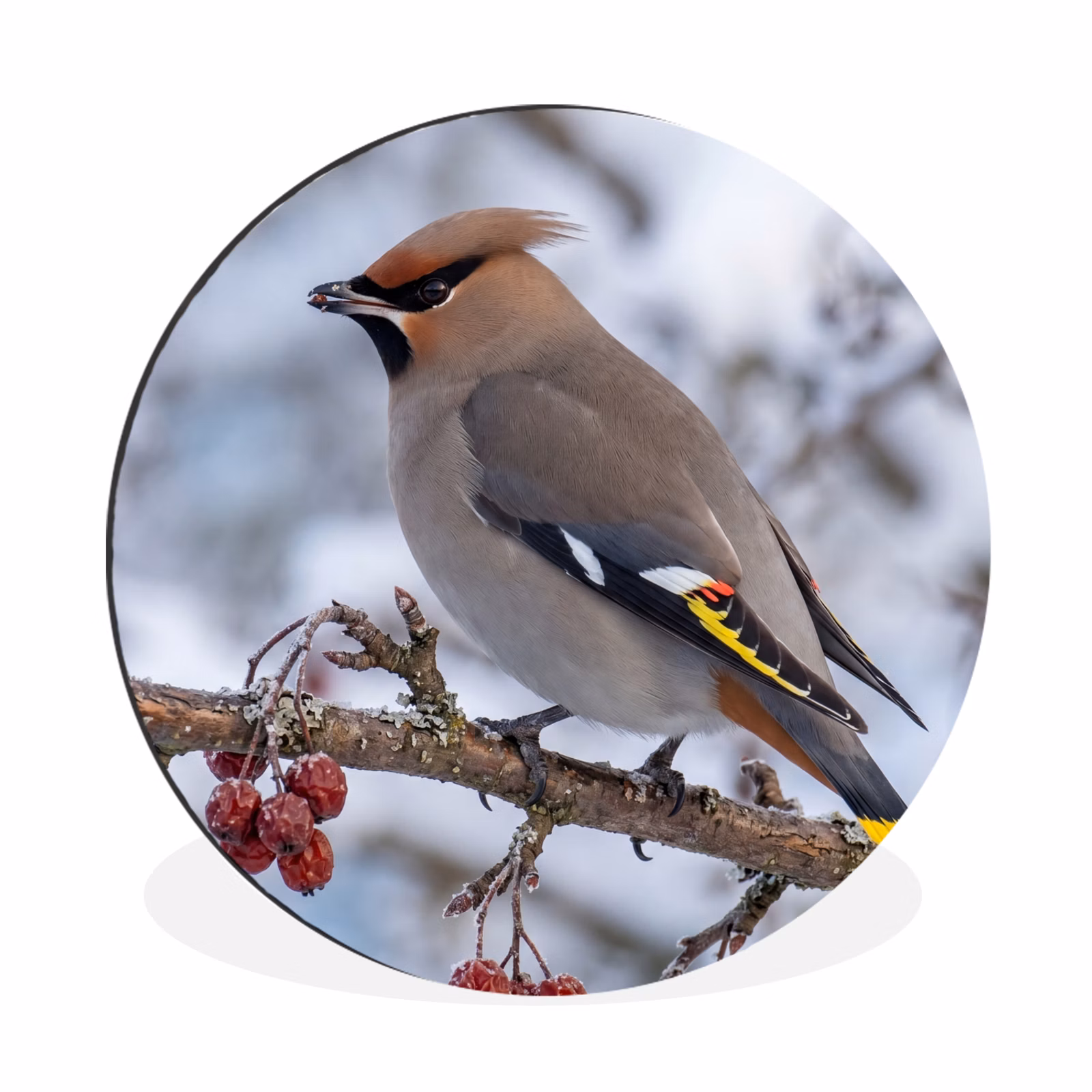 Wandcirkel - Aluminium - Pestvogel - Bessen - Winter - Natuur — 1