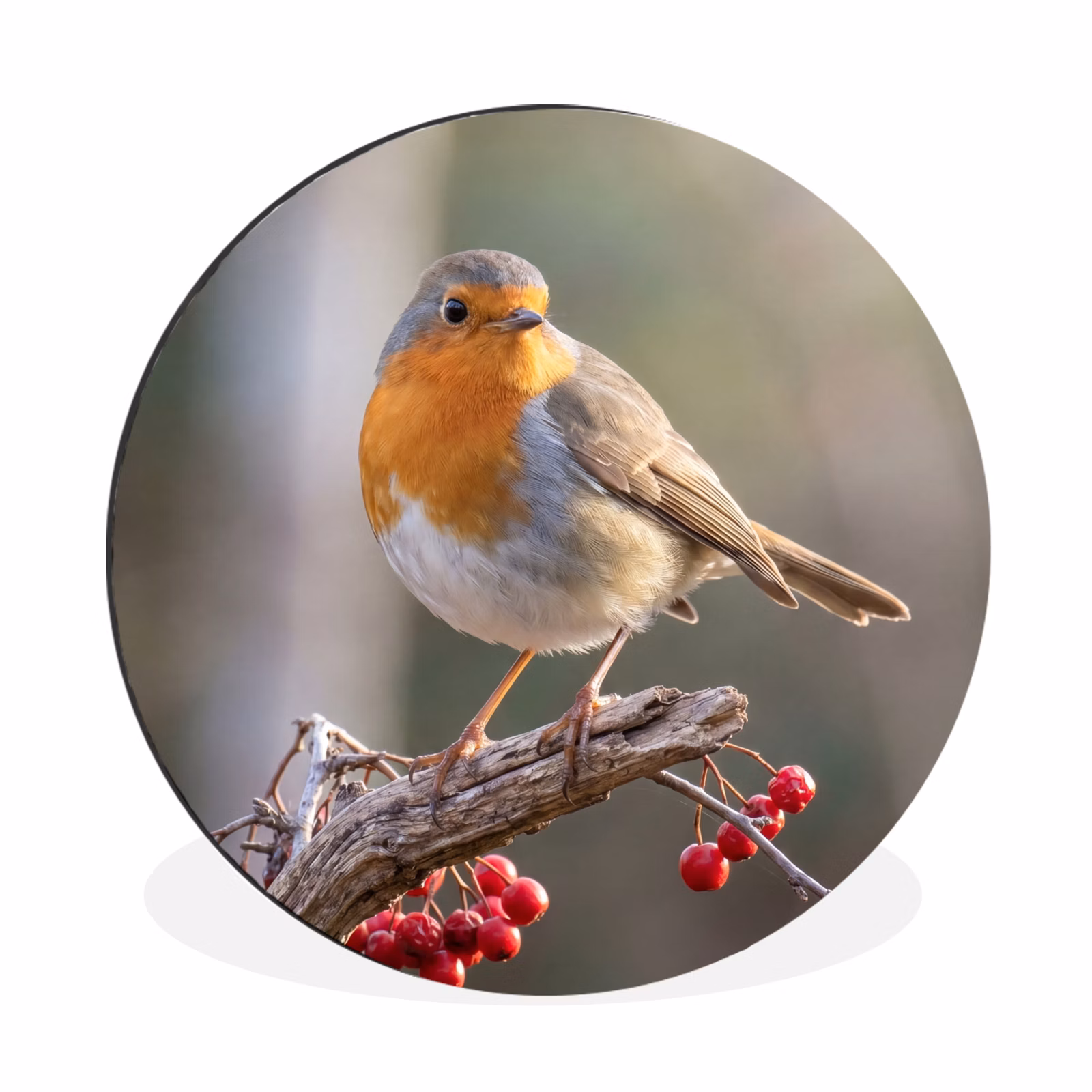 Wandcirkel - Aluminium - Roodborst - Tak - Bessen - Natuur — 1