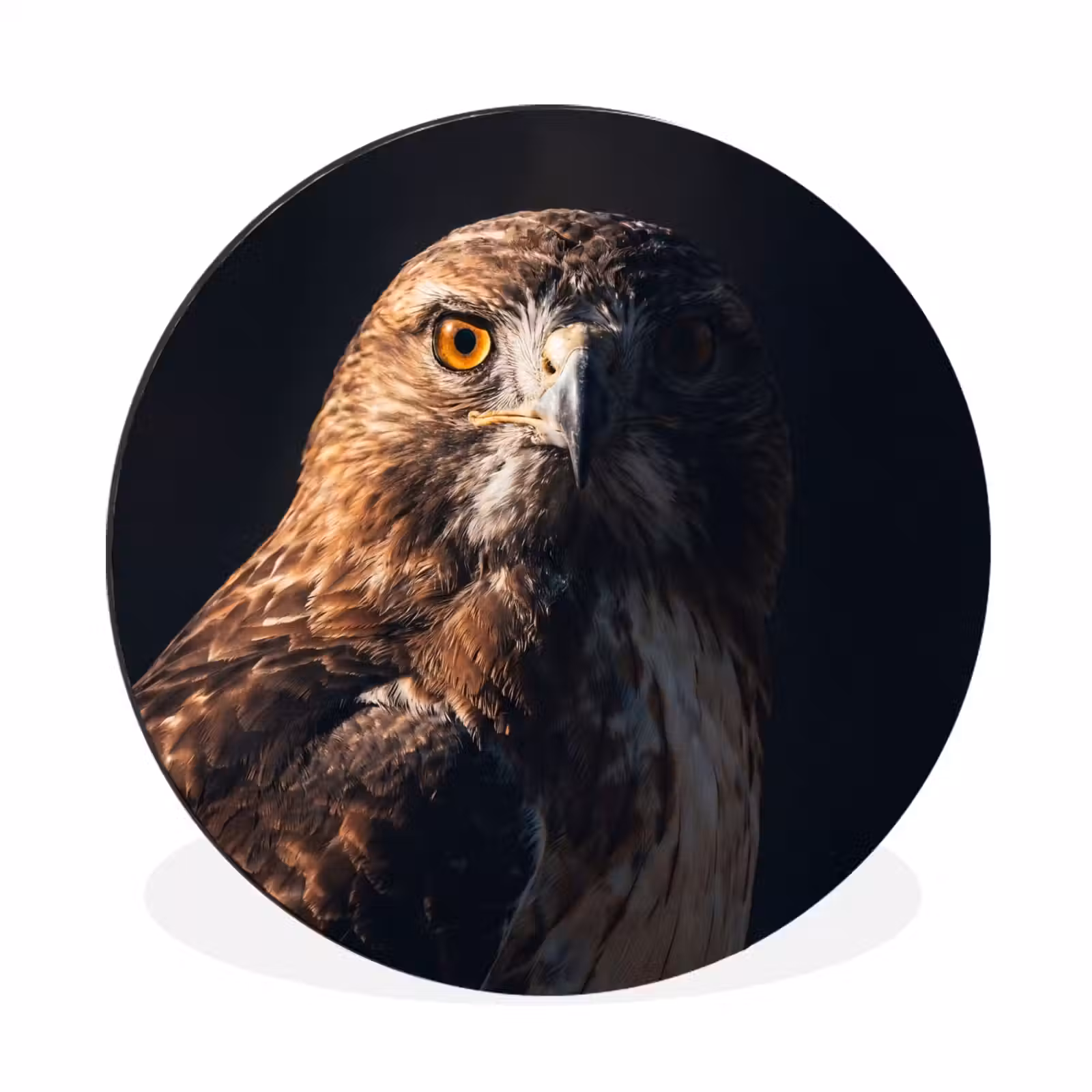 Wandcirkel - Aluminium - Roofvogel - Buizerd - Bruin — 1