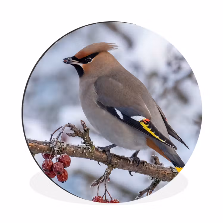 Wandcirkel - Aluminium - Pestvogel - Bessen - Winter - Natuur — 1