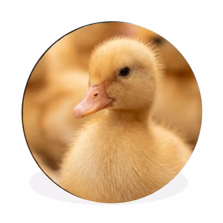 Wandcirkel - Aluminium - Pijltje - Eend - Natuur - Geel — 1