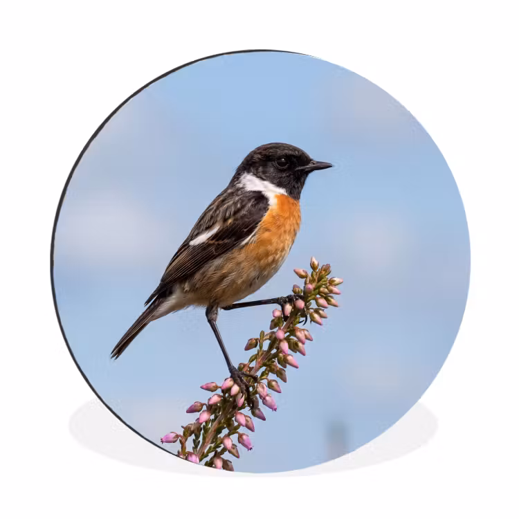 Wandcirkel - Aluminium - Roodborsttapuit - Heide - Paars - Natuur - Sfeervol — 1
