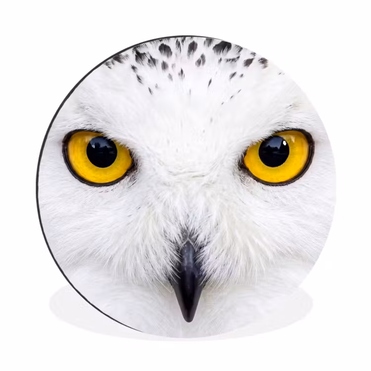 Wandcirkel - Aluminium - Sneeuwuil - Portret - Geel — 1