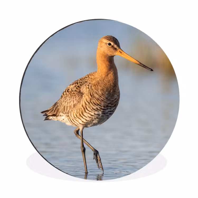 Wandcirkel - Aluminium - Vogel - Steltloper - Water - Natuur — 1