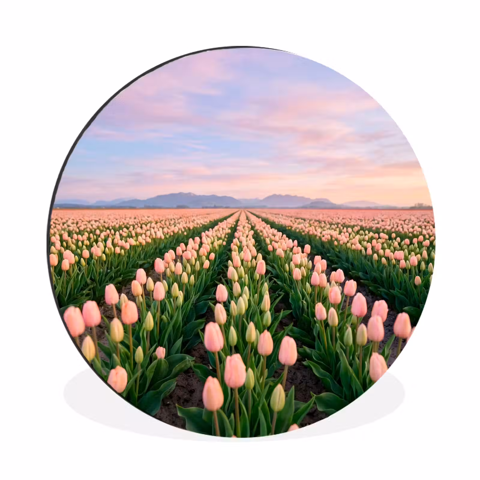 Wandcirkel - Aluminium - Tulpen - Landschap - Roze — 1