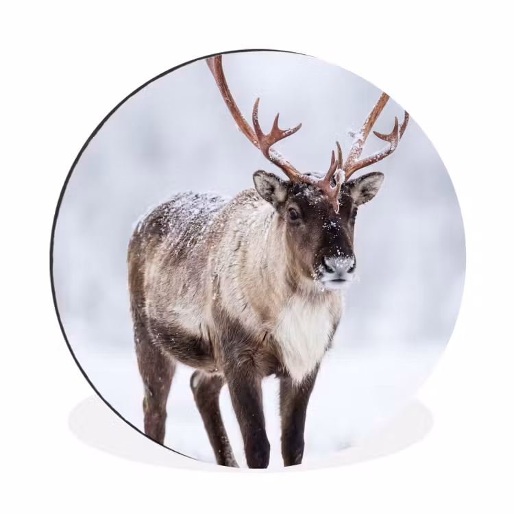 Wandcirkel - Aluminium - Rendier - Gewei - Toendra - Sneeuw - Wild — 1
