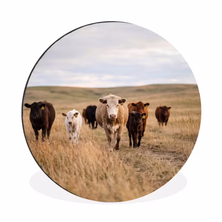 Wandcirkel - Aluminium - Runderen - Kudde - Landschap - Weide - Rustig — 1