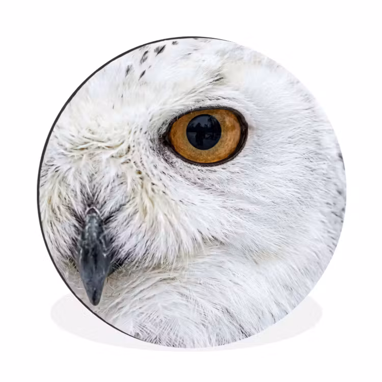 Wandcirkel - Aluminium - Sneeuwuil - Oog - Wildlife - Wit — 1