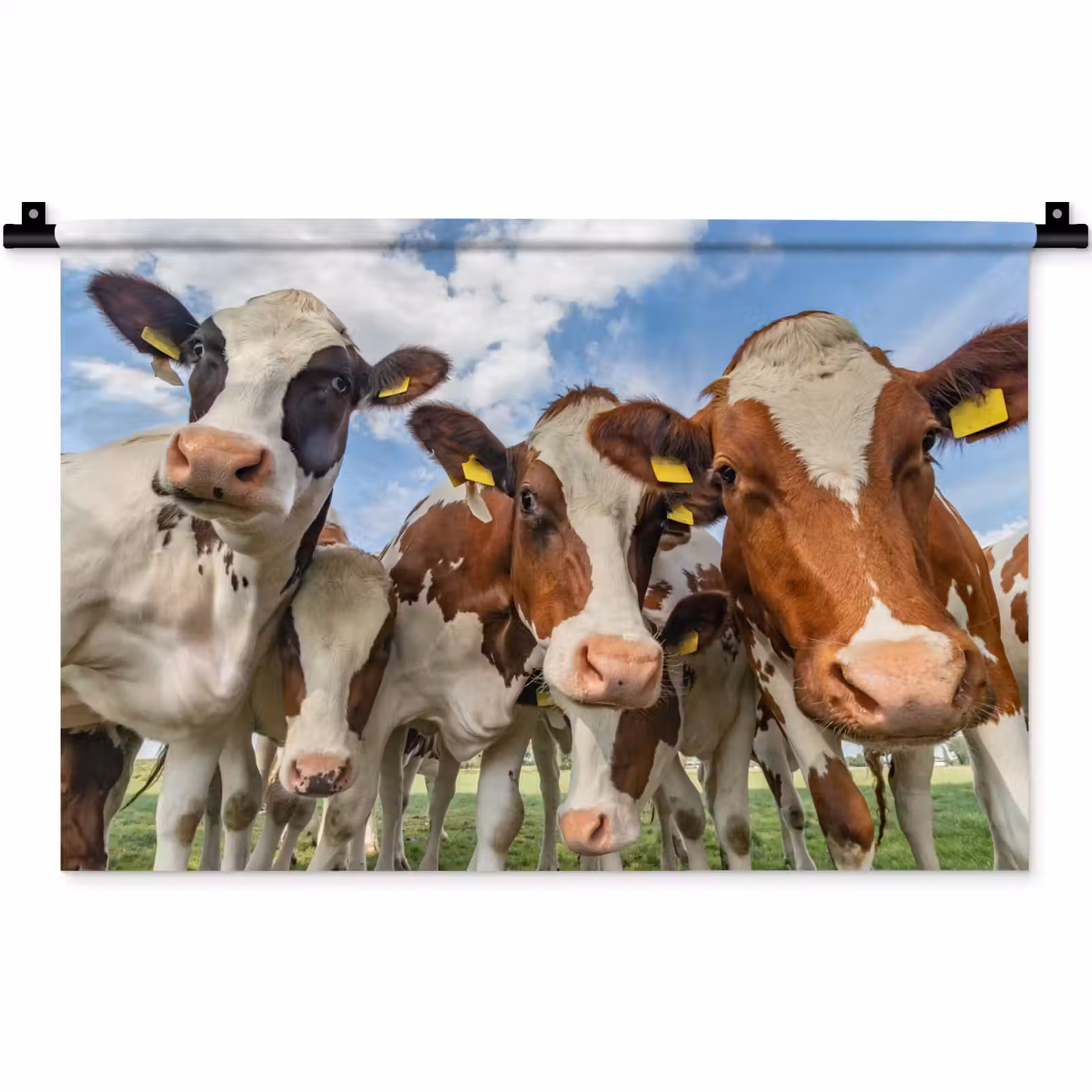 Wandkleed - Koeien - Dieren - Weiland - Natuur — 1