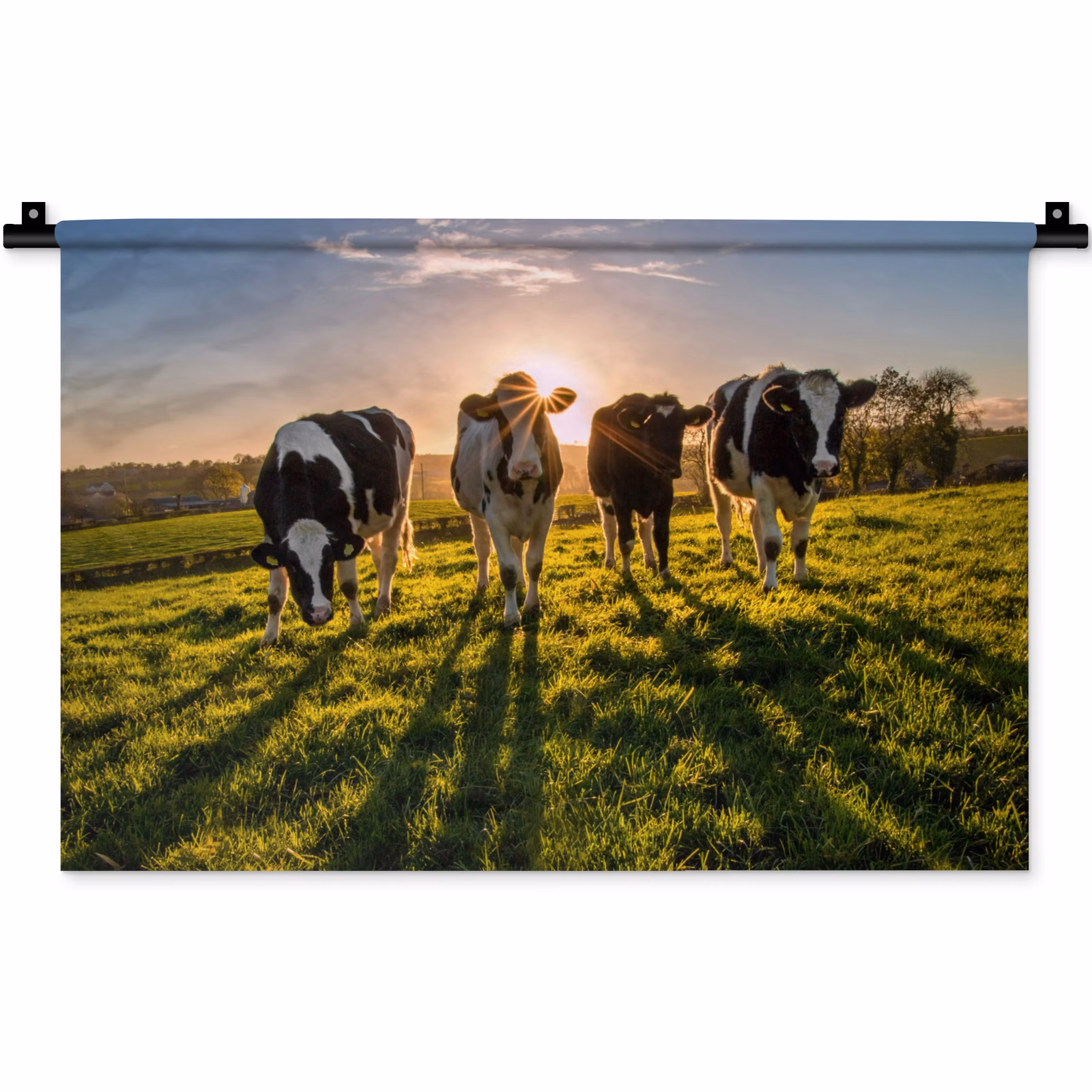Wandkleed - Koeien - Zon - Gras - Dieren - Boerderij — 1