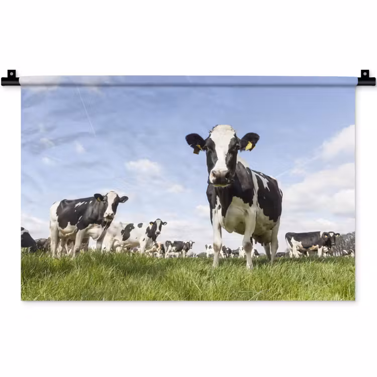 Wandkleed - Koeien - Gras - Dieren - Zon - Boerderij — 1