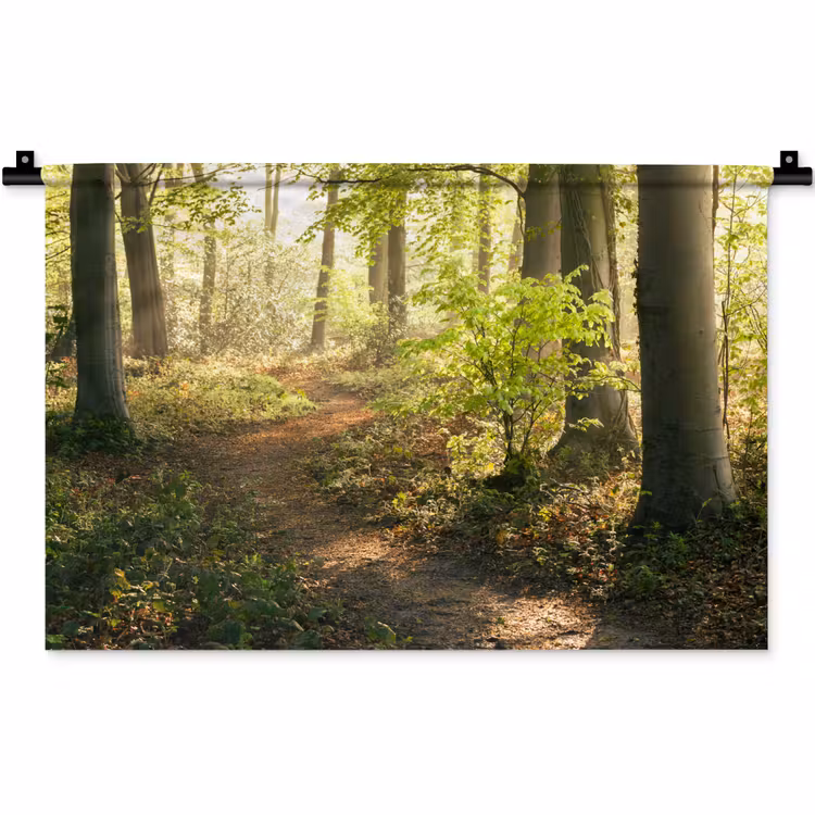 Wandkleed - Bos - Bomen - Pad - Zon - Planten - Bladeren - Natuur — 1