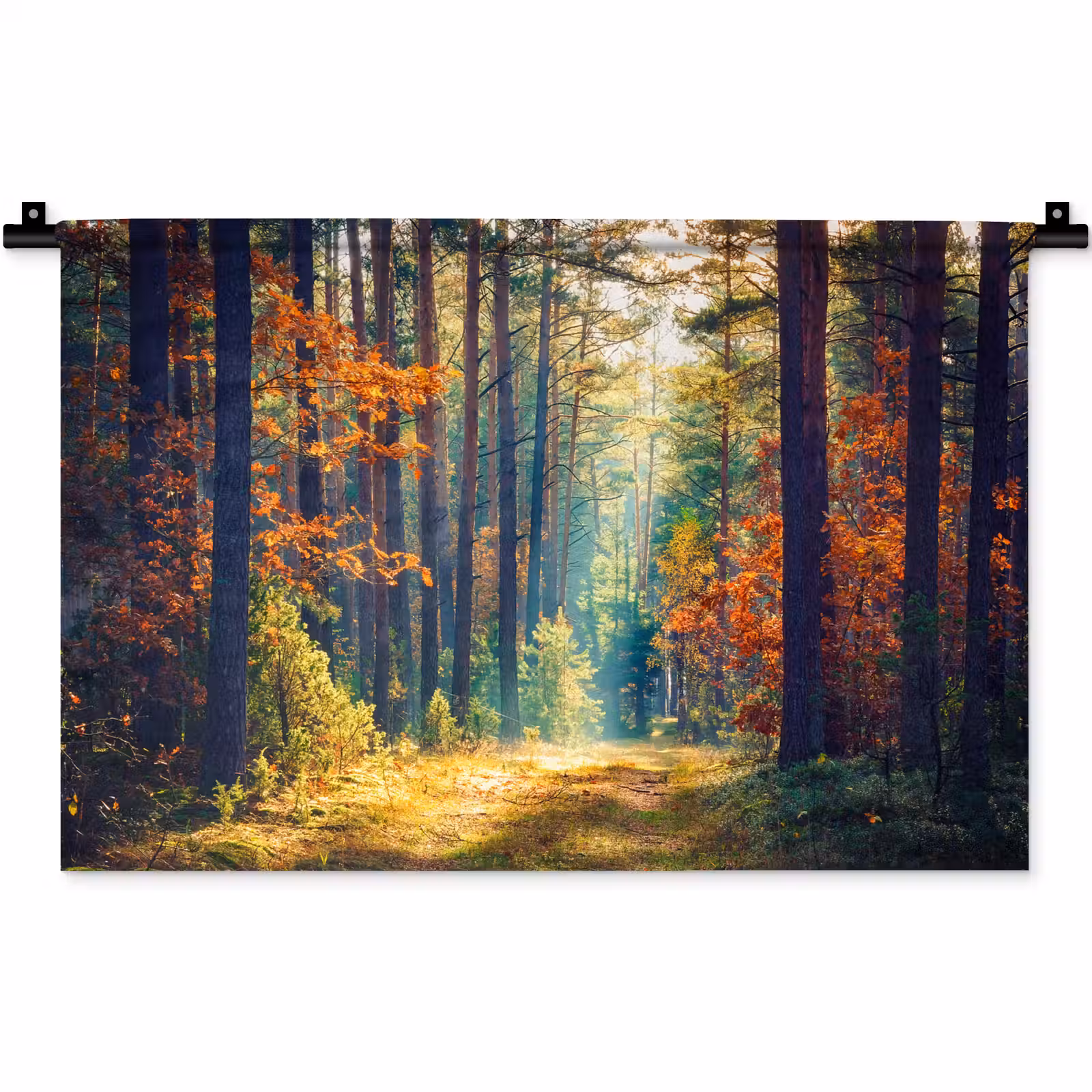 Wandkleed - Bos - Zon - Natuur - Herfst — 1