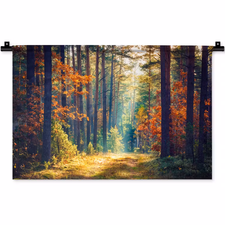 Wandkleed - Bos - Zon - Natuur - Herfst — 1
