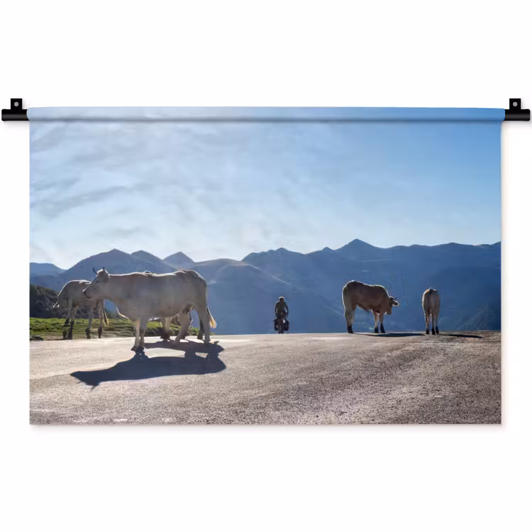 Wandkleed - Schotse hooglander - Licht - Berg - Natuur — 1
