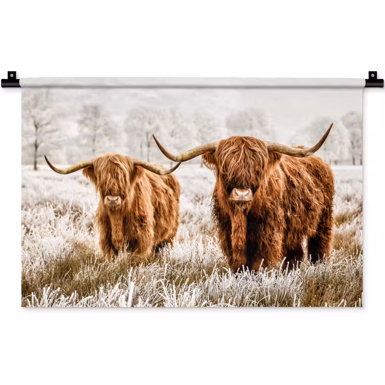 Wandkleed - Schotse hooglander - Koe - Natuur - Winter — 1