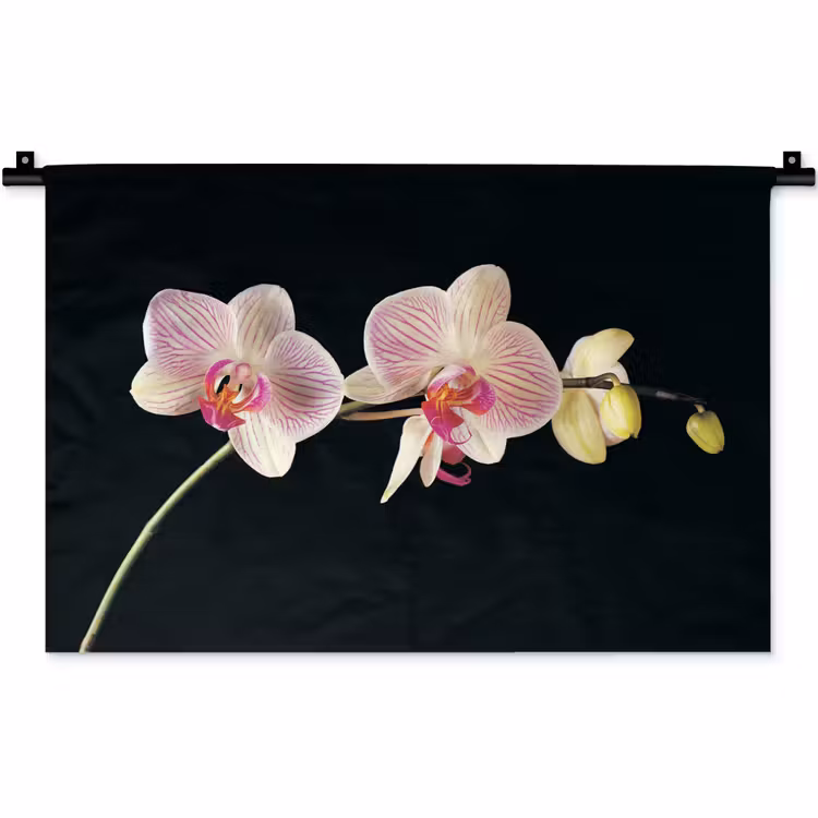 Wandkleed - Orchidee - Bloemen - Zwart - Roze - Knoppen — 1