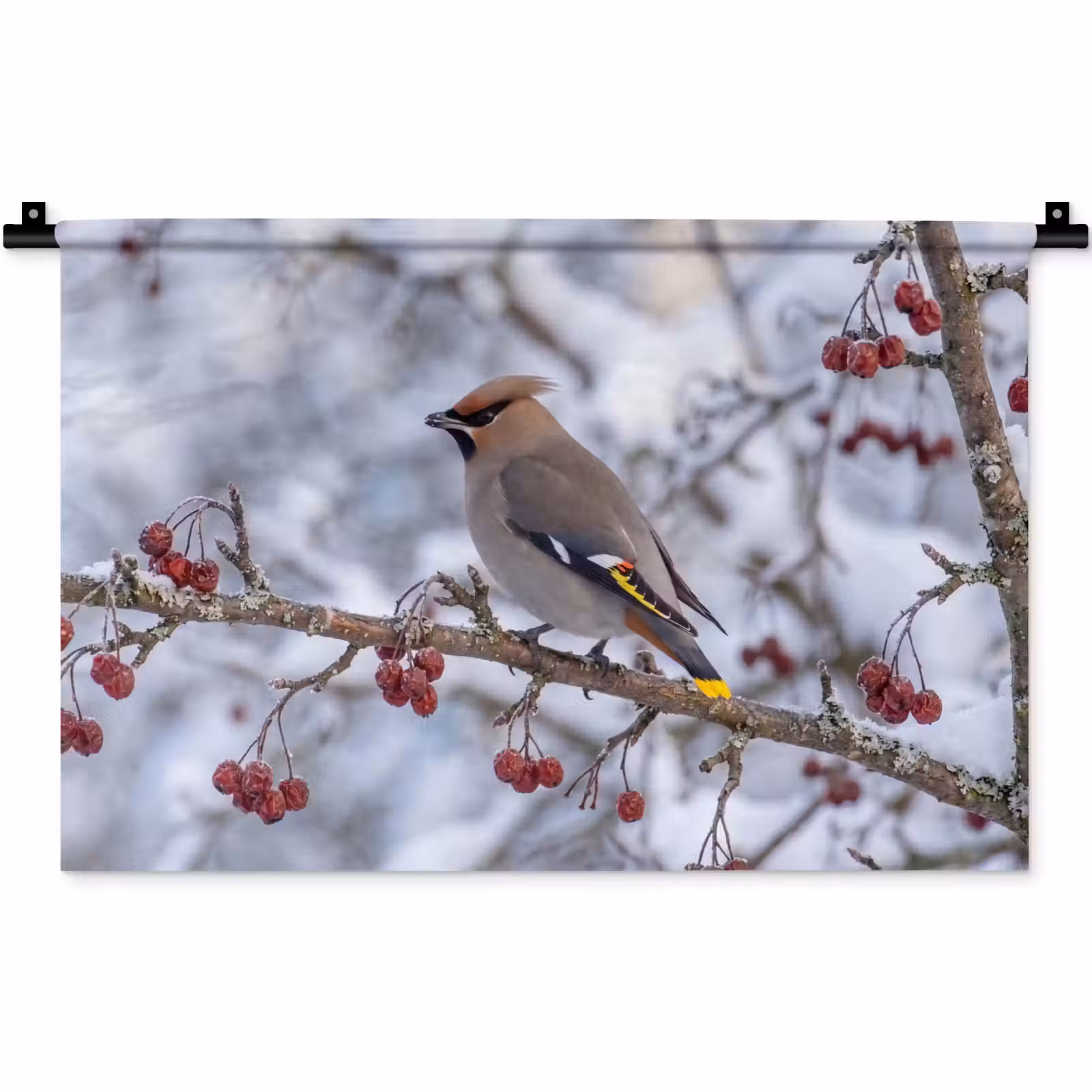 Wandkleed - Pestvogel - Bessen - Winter - Natuur — 1