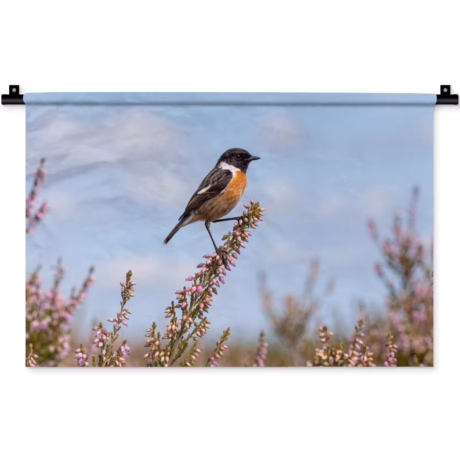 Wandkleed - Roodborsttapuit - Heide - Paars - Natuur - Sfeervol — 1