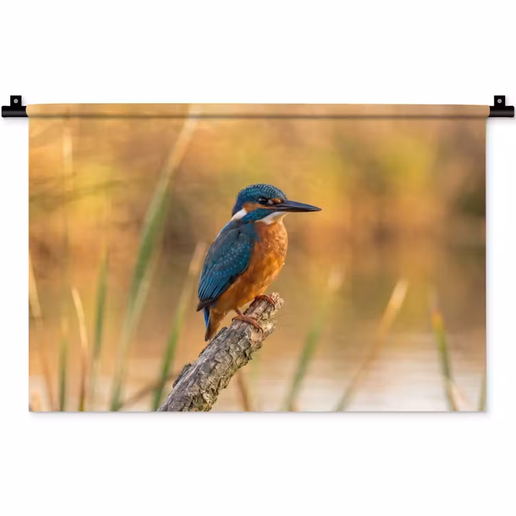 Wandkleed - IJsvogel - Tak - Water - Kleurrijk - Levendig — 1