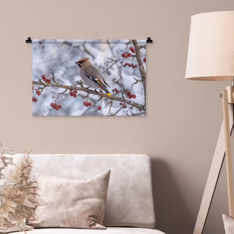 Wandkleed - Pestvogel - Bessen - Winter - Natuur — 2