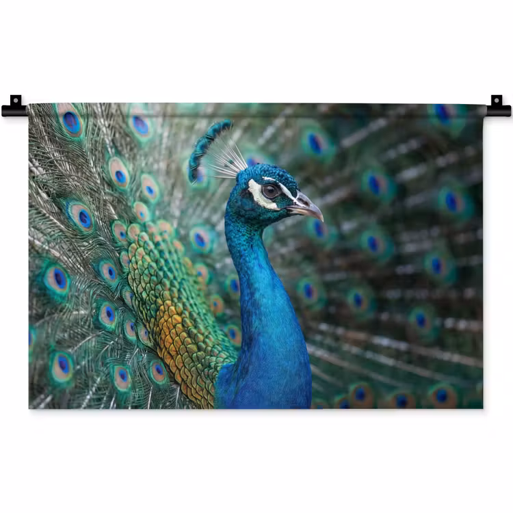 Wandkleed - Pauw - Veren - Blauw — 1