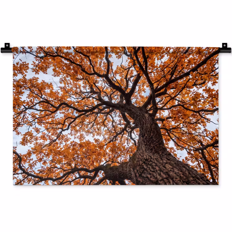 Wandkleed - Boom - Bladerdak - Herfst - Oranje - Sfeervol — 1