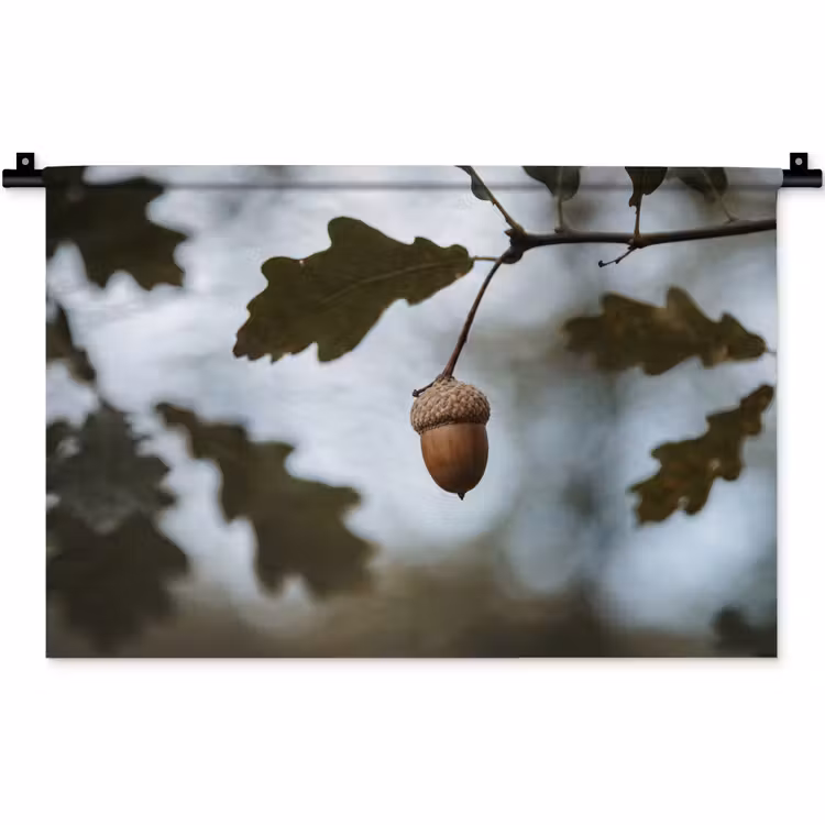 Wandkleed - Eikel - Eikenblad - Bos - Herfst - Natuur — 1