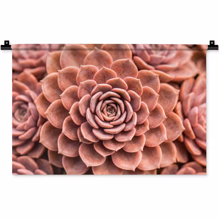 Wandkleed - Vetplant - Organisch - Roze — 1